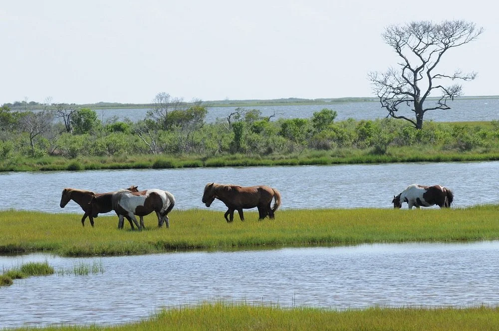 Assateague Island National Seashore