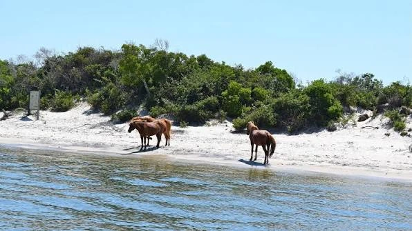 Assateague Island